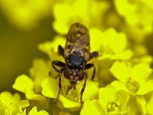 Myopa buccata